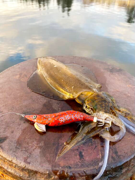 Coral Carly Squid Jig