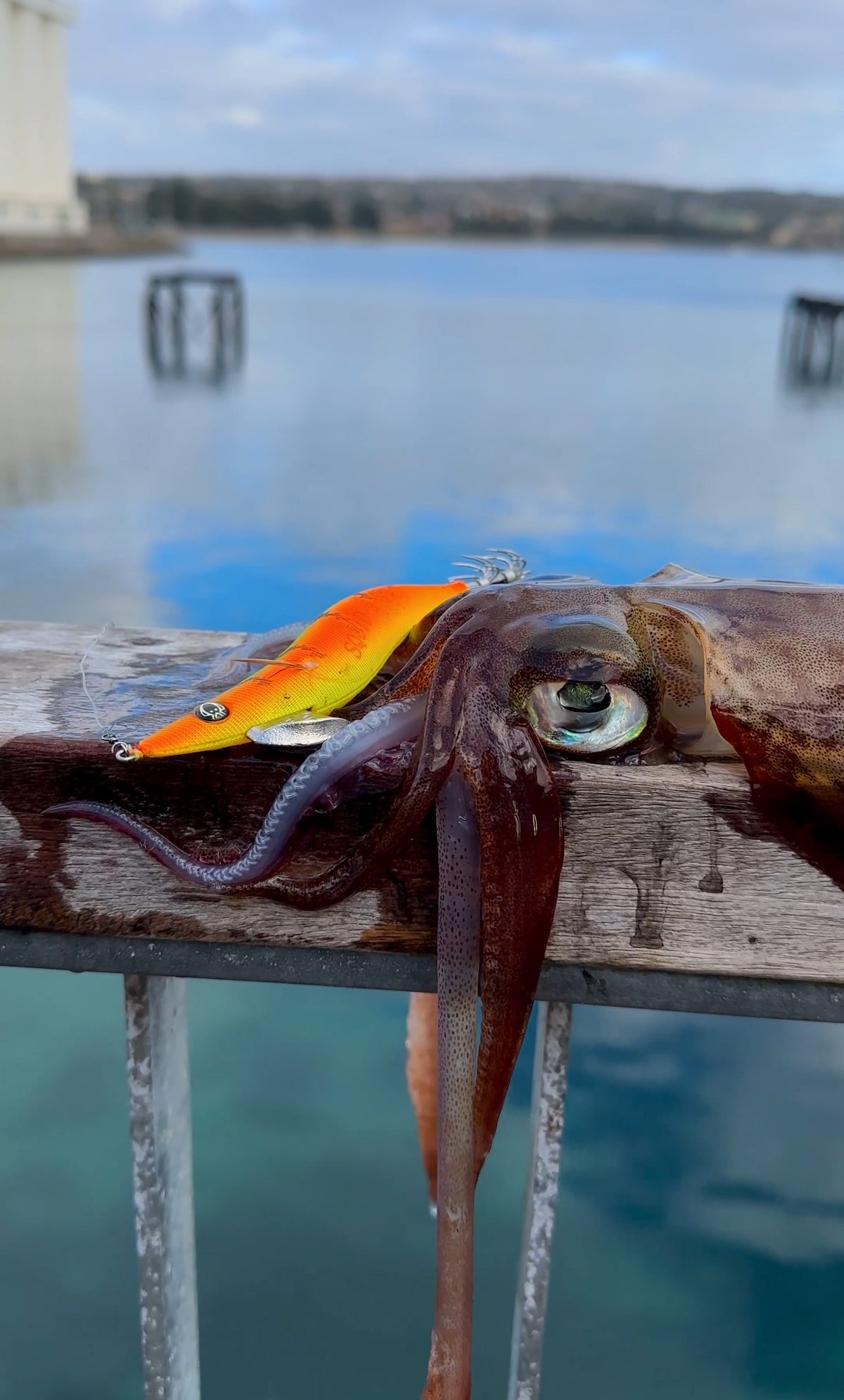 Calypso Ninja Squid Jig