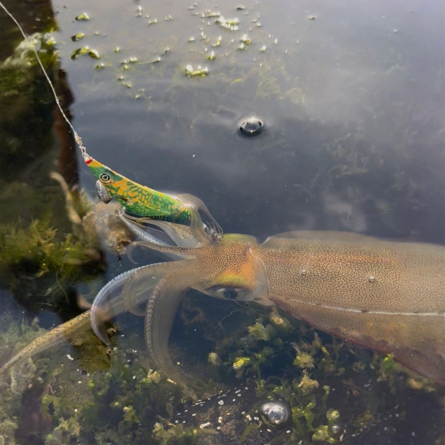 SQUID-a-SALT Reefy Rebel Jig (cloth)