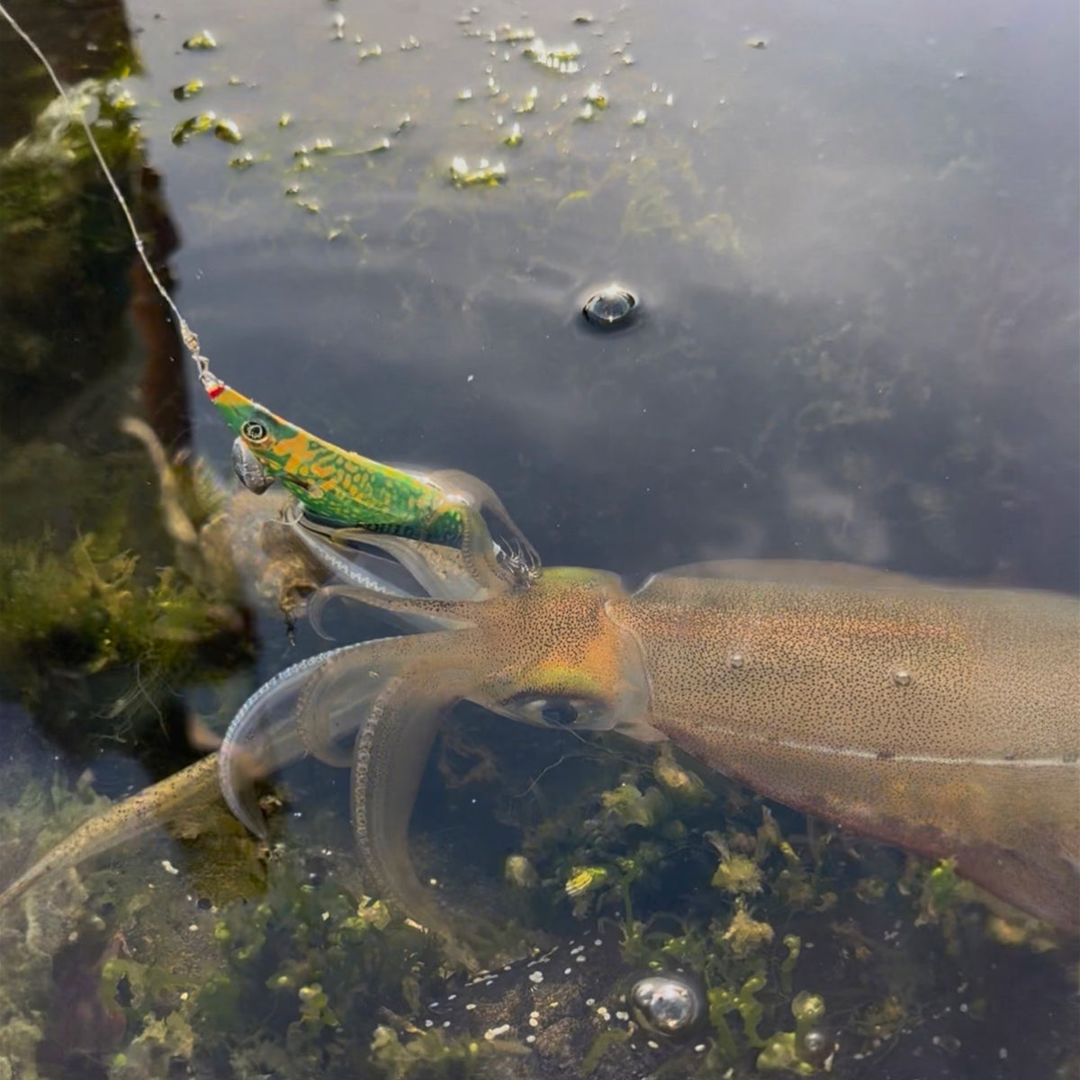 Reefy Rebel Squid Jig