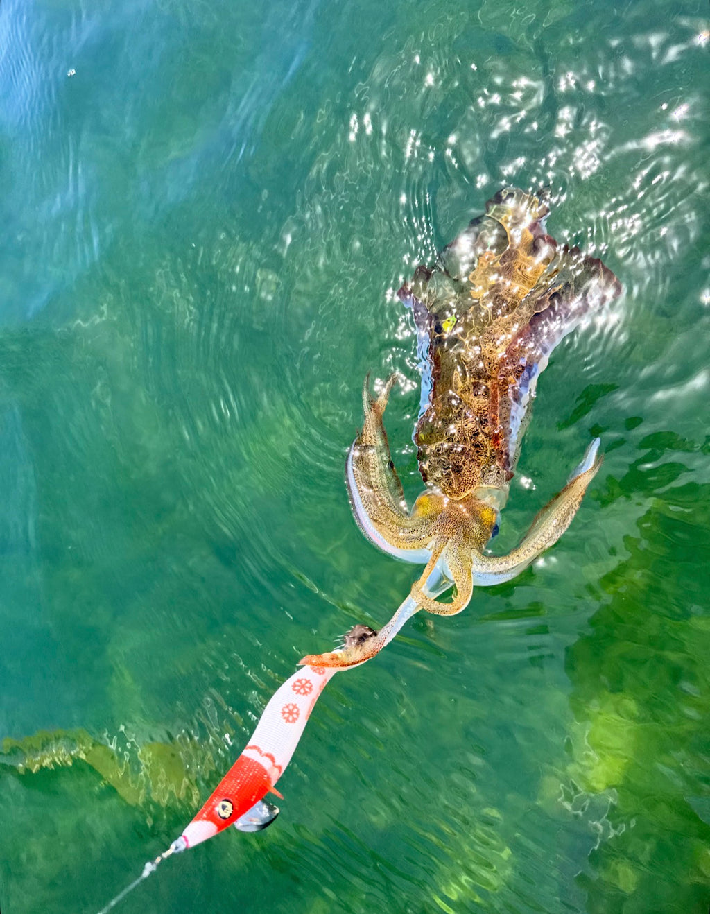 Squid Sleigher Squid Jig