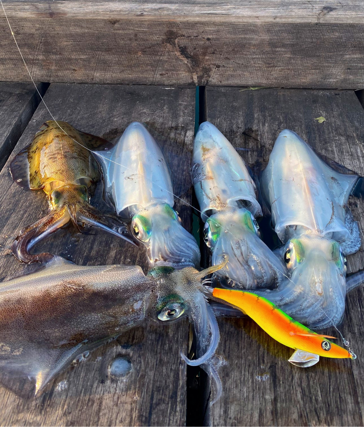 Calypso Ninja Squid Jig