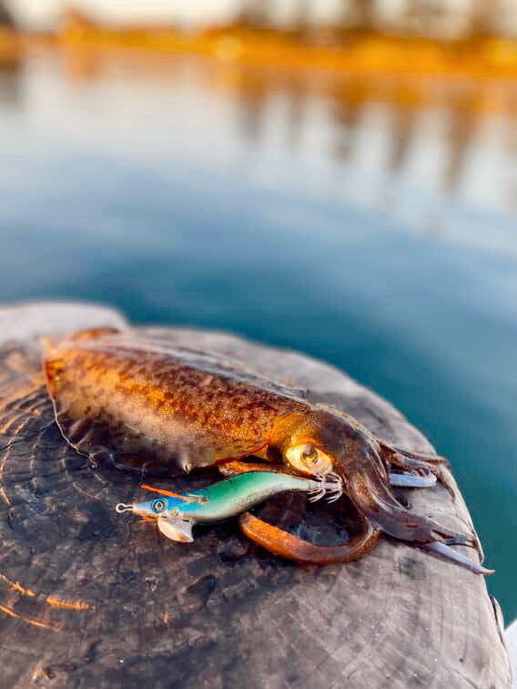 SQUID-a-SALT The Pilchard Jig