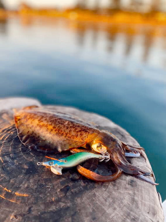 SQUID-a-SALT The Pilchard Jig