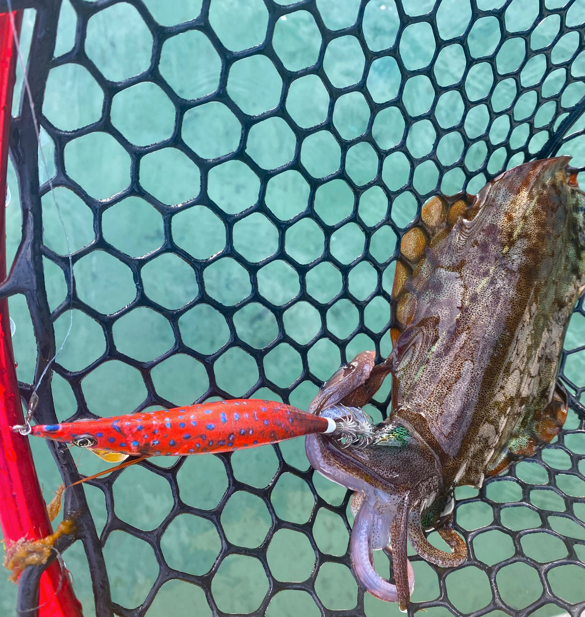 Coral Carly Squid Jig