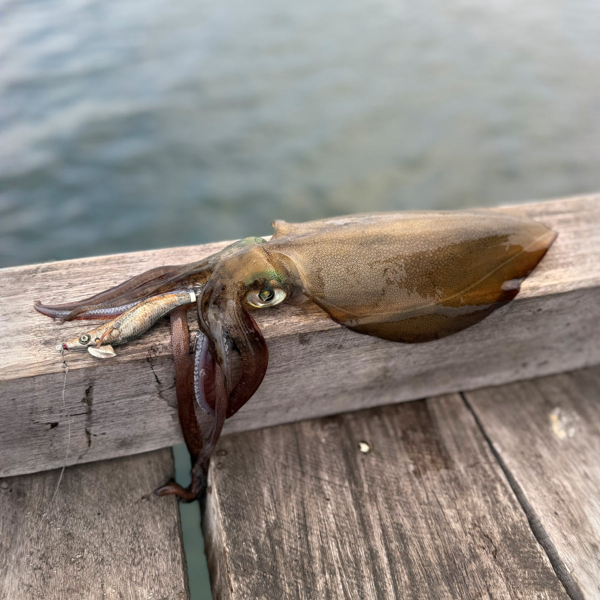 The Ting King Squid Jig