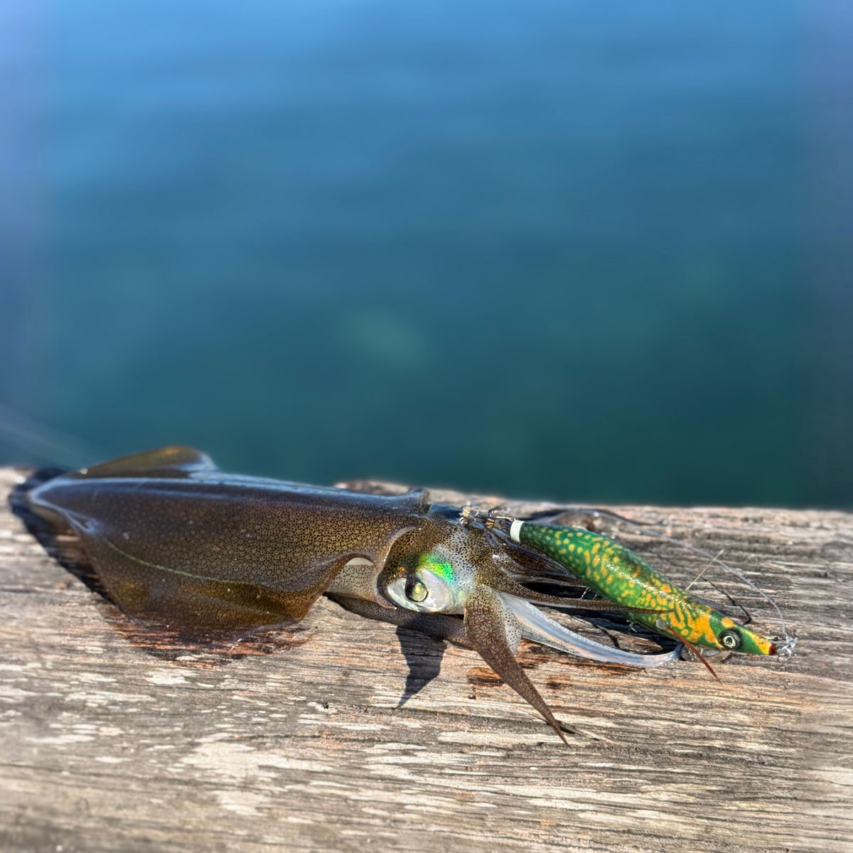 Reefy Rebel Squid Jig